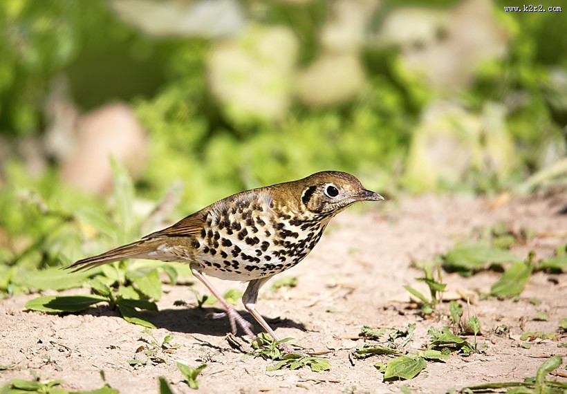 宝兴歌鸫图片大全