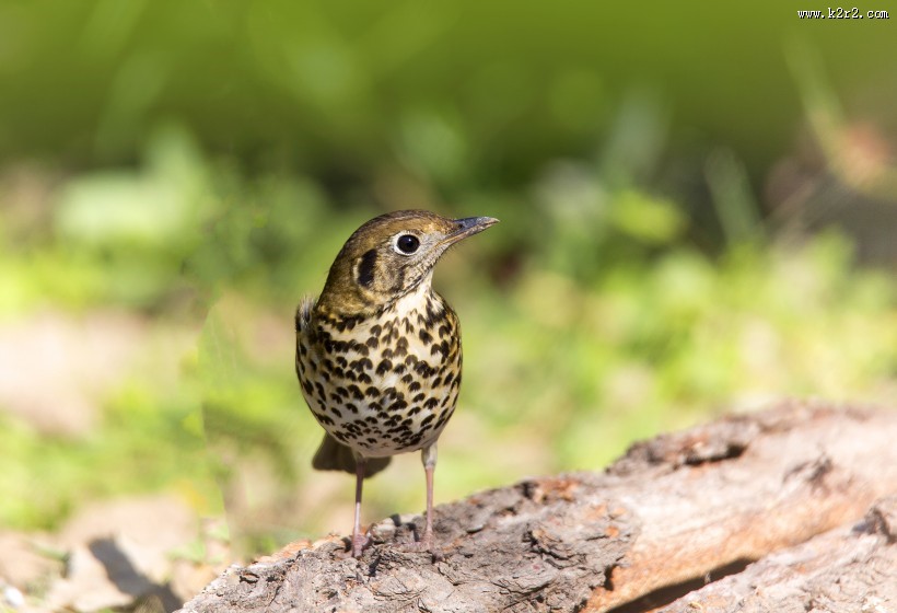 宝兴歌鸫图片大全