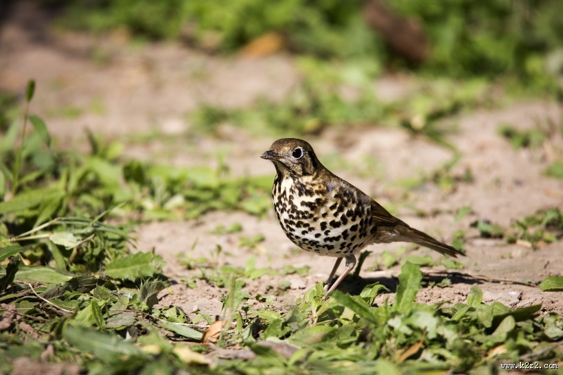 宝兴歌鸫图片大全