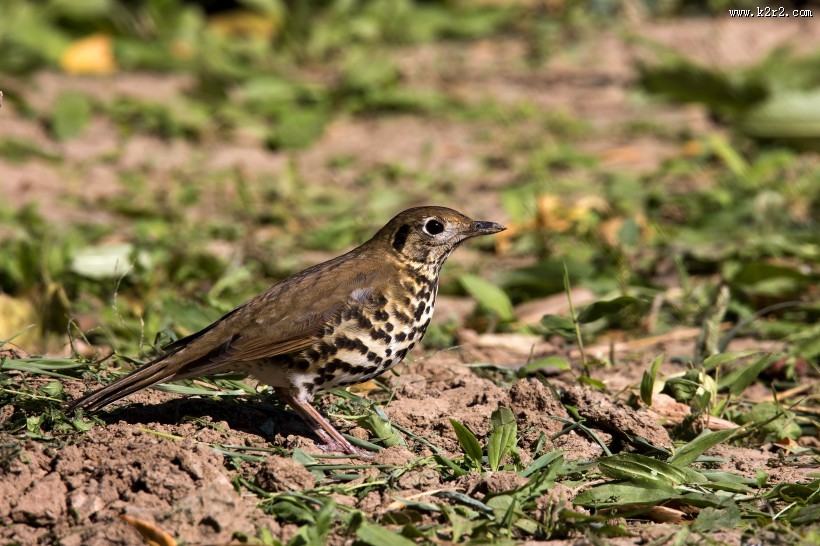 宝兴歌鸫图片大全