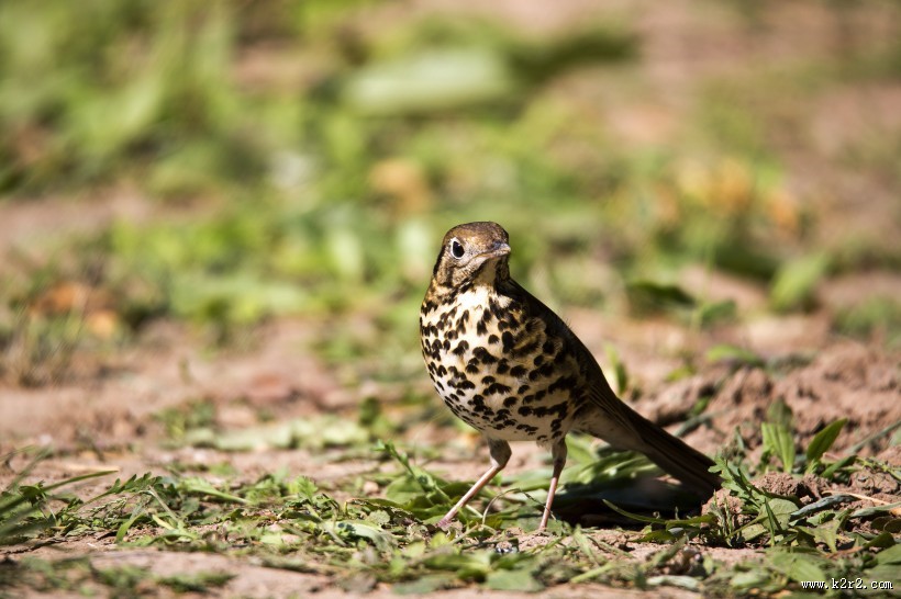 宝兴歌鸫图片大全