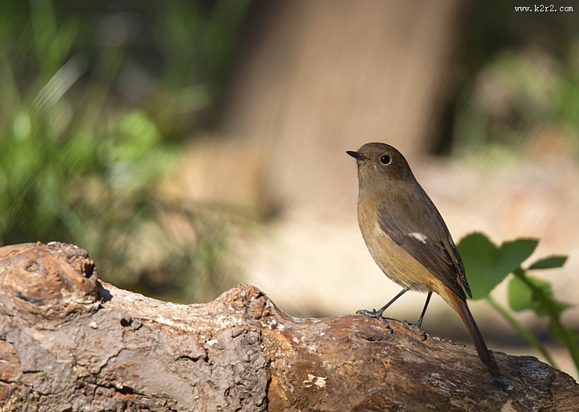 北红尾鸲图片大全