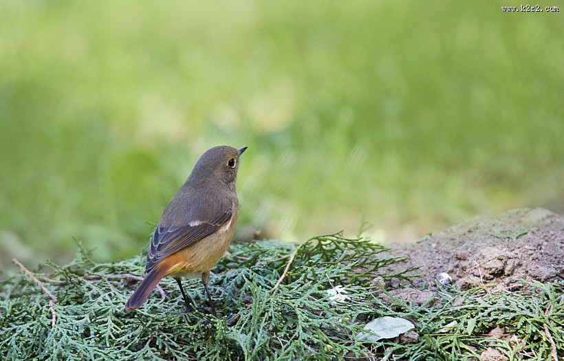 北红尾鸲图片大全
