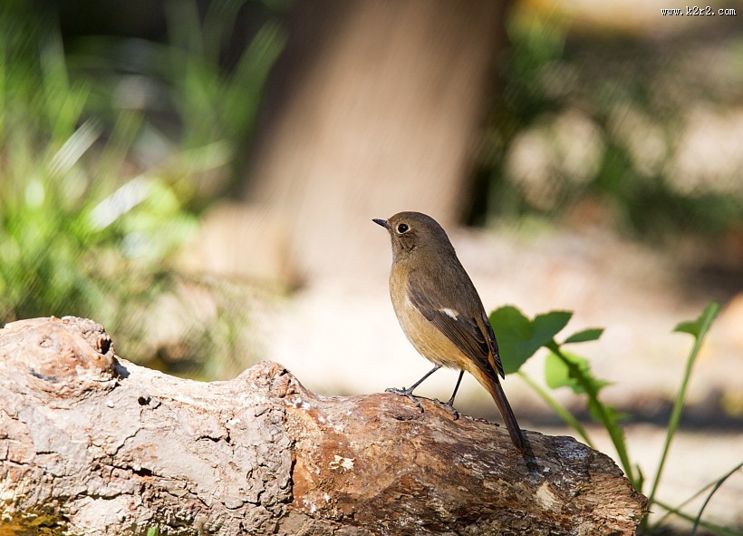 北红尾鸲图片大全