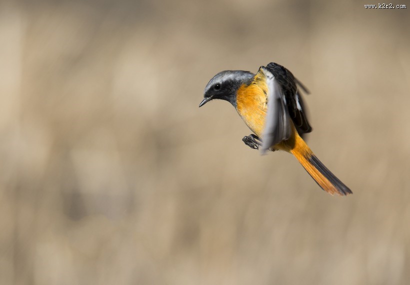 北红尾鸲图片大全
