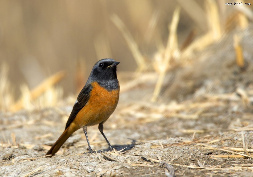 北红尾鸲图片大全