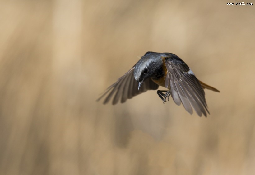 北红尾鸲图片大全