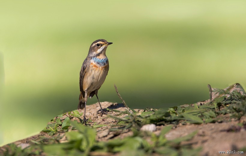 蓝点颏图片大全