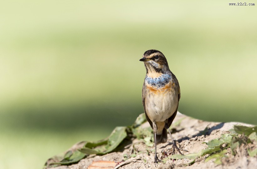 蓝点颏图片大全