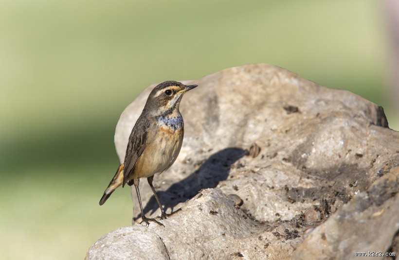 蓝点颏图片大全