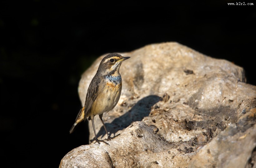 蓝点颏图片大全