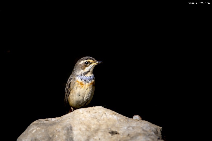 蓝点颏图片大全