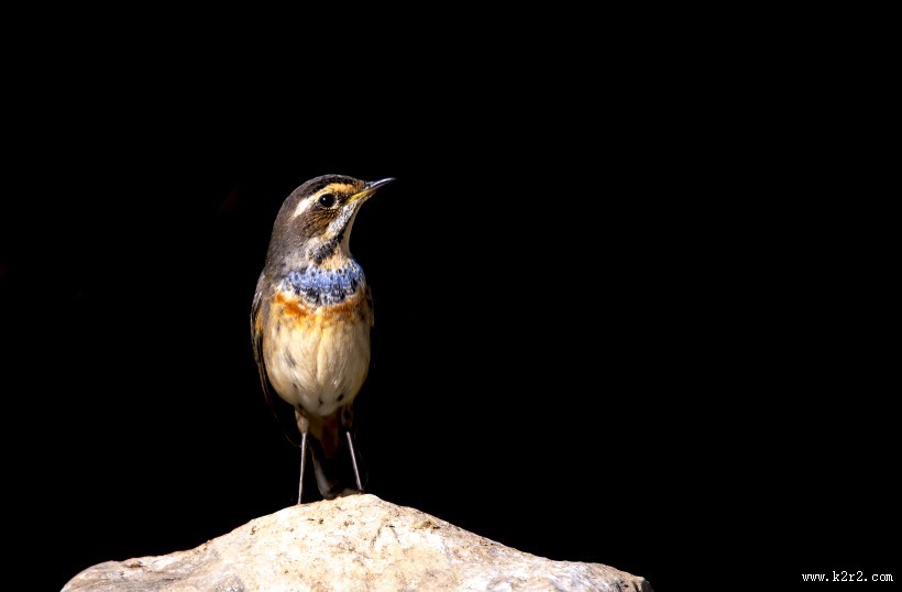 蓝点颏图片大全