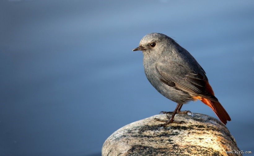 红尾水鸲图片大全