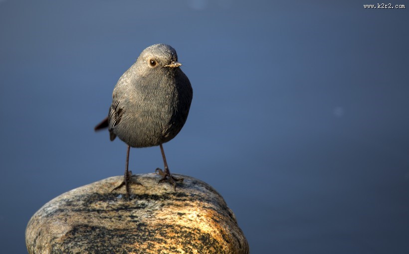 红尾水鸲图片大全