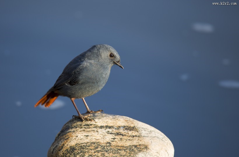 红尾水鸲图片大全
