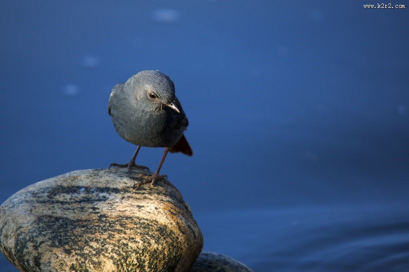 红尾水鸲图片大全