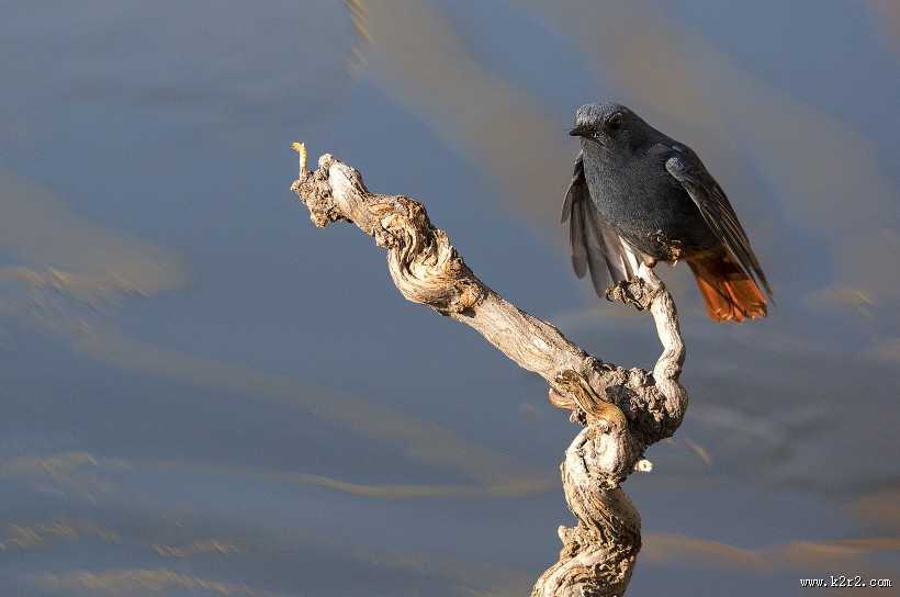 红尾水鸲图片大全