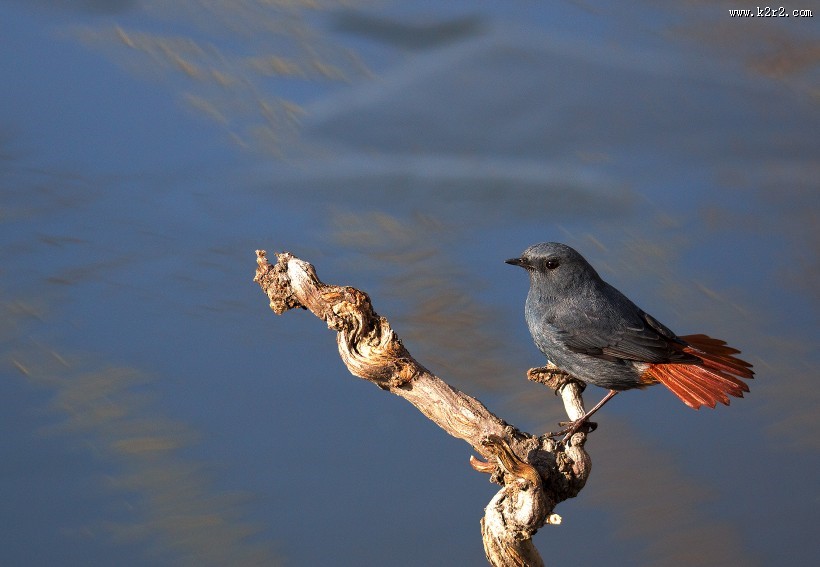红尾水鸲图片大全