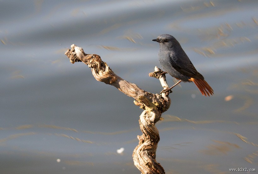 红尾水鸲图片大全