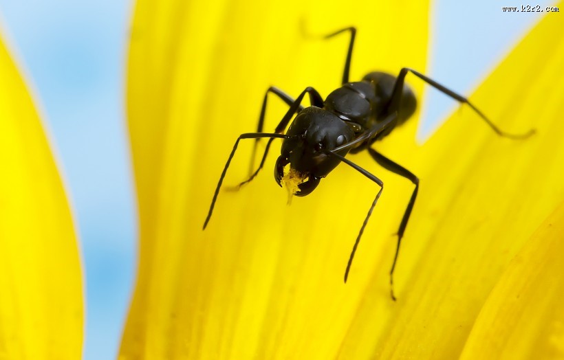 葵花上的黑蚂蚁图片大全