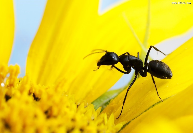 葵花上的黑蚂蚁图片大全