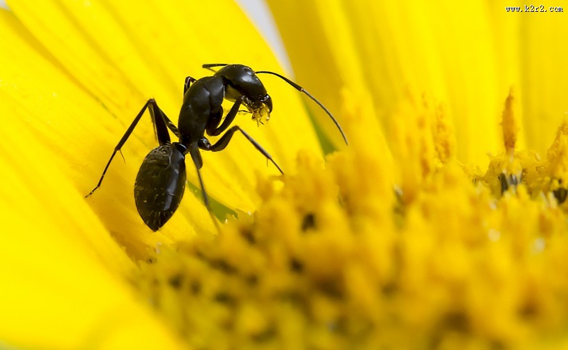 葵花上的黑蚂蚁图片大全