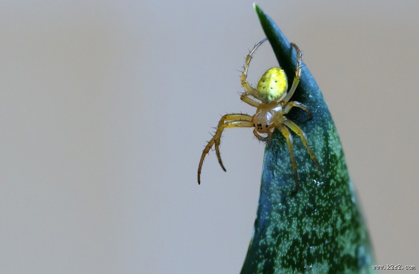 蜘蛛图片