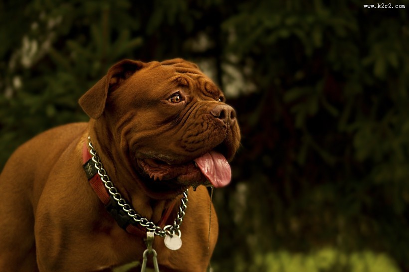 呆萌斗牛犬图片大全