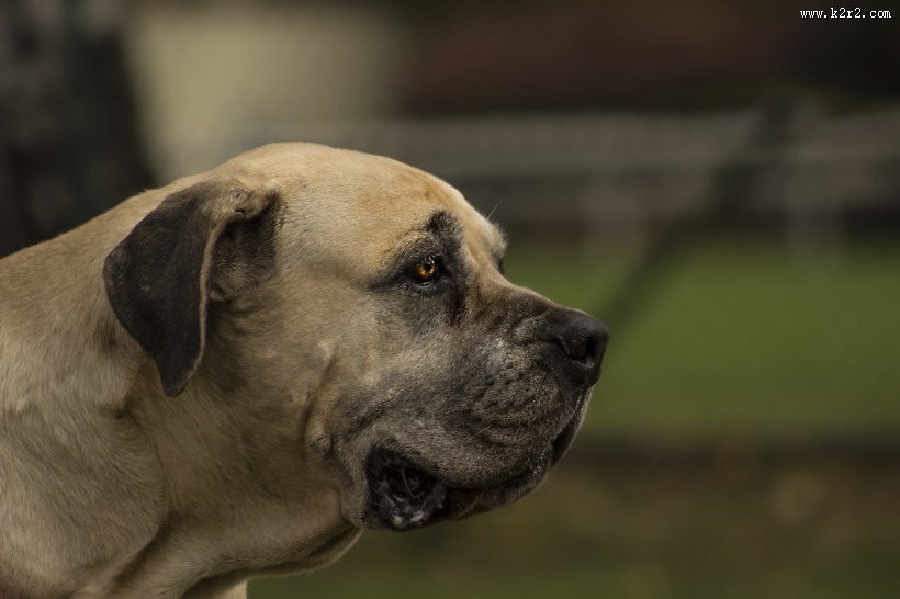 呆萌斗牛犬图片大全