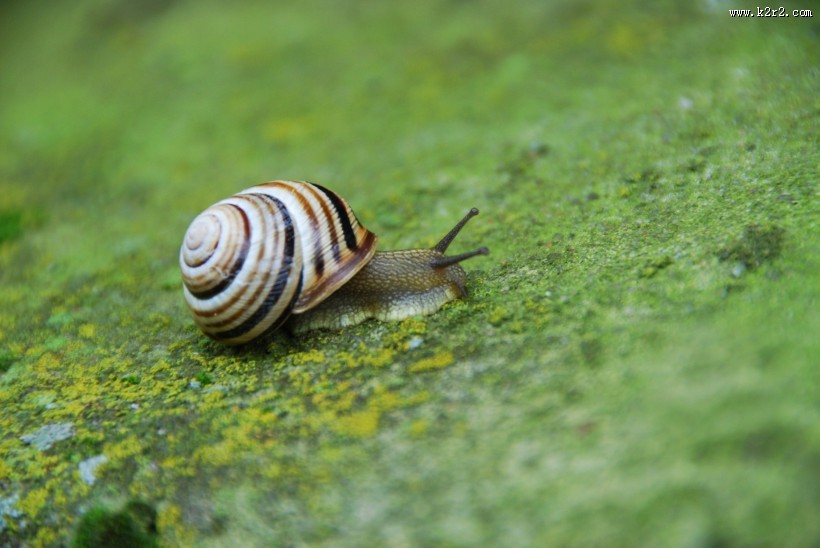 爬行的蜗牛图片