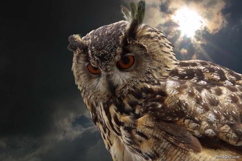 凶猛的猫头鹰图片大全