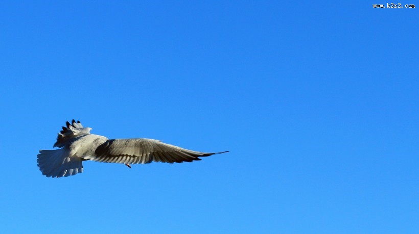 代表和平的鸽子图片