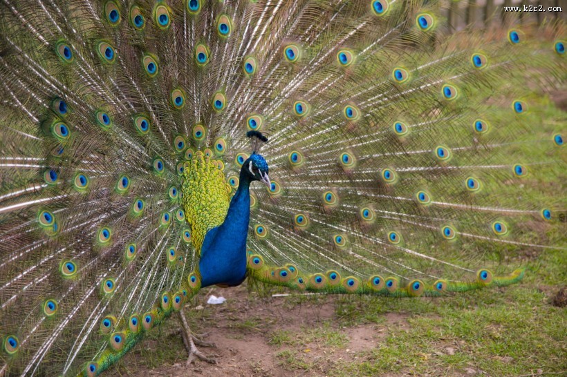 色彩艳丽的孔雀图片