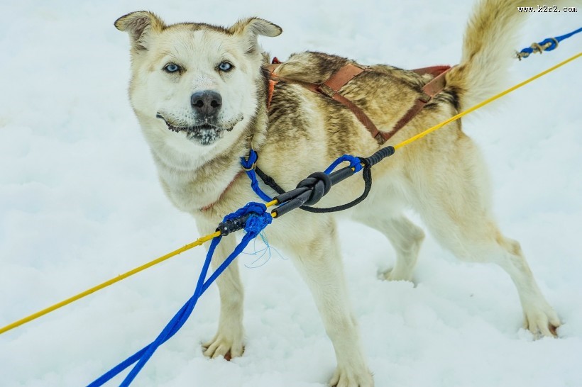 可爱哈士奇图片