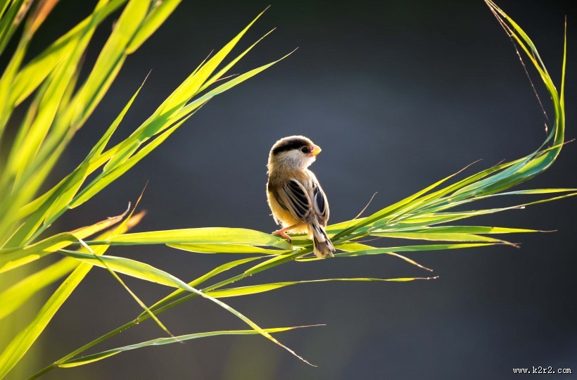 珍稀鸟种之震旦鸦雀图片