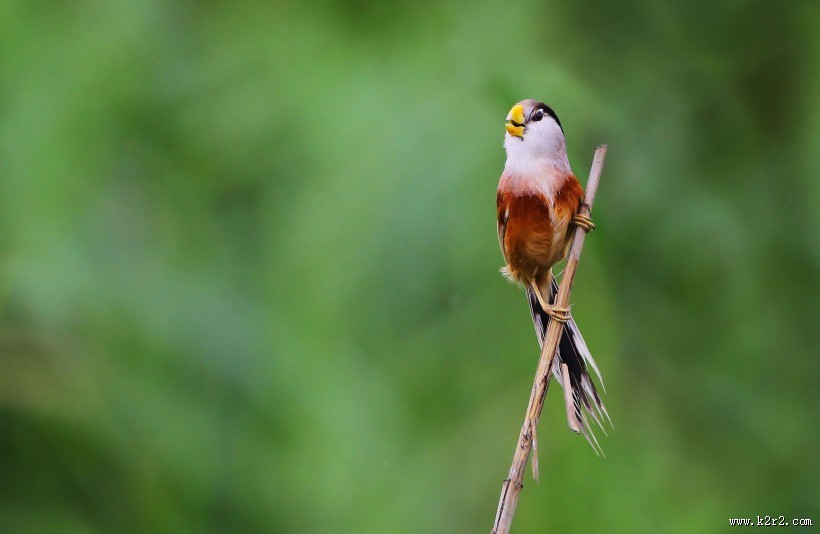 珍稀鸟种之震旦鸦雀图片