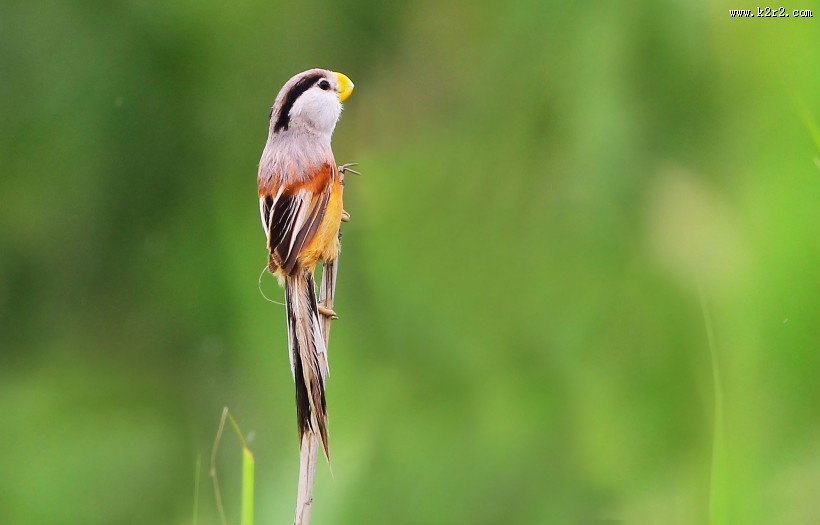 珍稀鸟种之震旦鸦雀图片