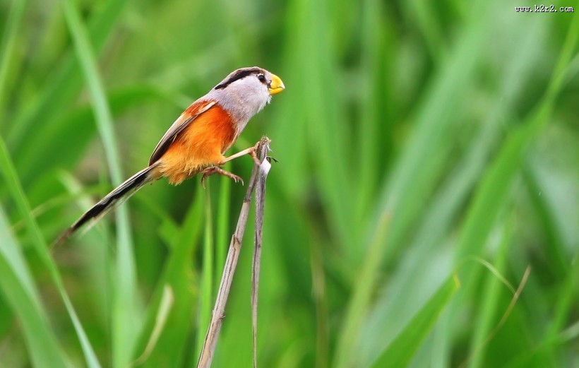 珍稀鸟种之震旦鸦雀图片