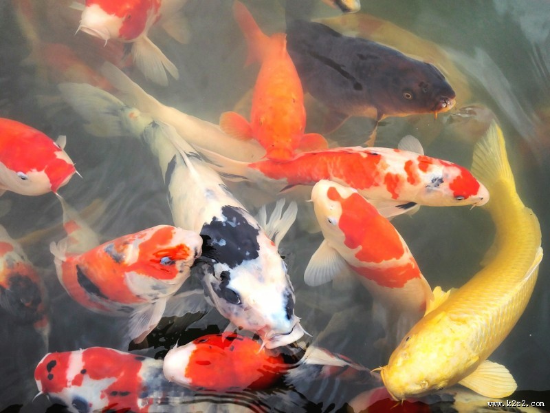 色彩缤纷的鲤鱼图片