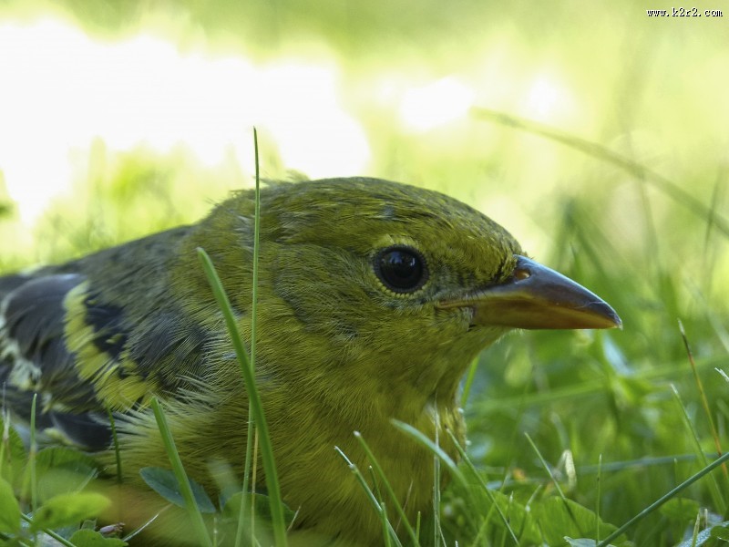 欢快的黄鹂鸟图片