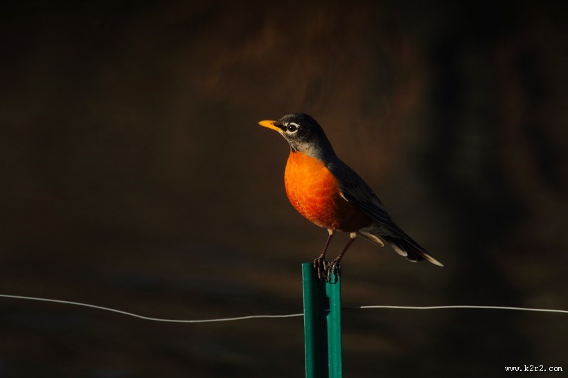欢快的黄鹂鸟图片