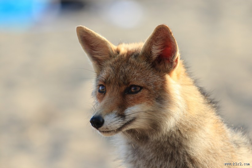可爱狐狸图片