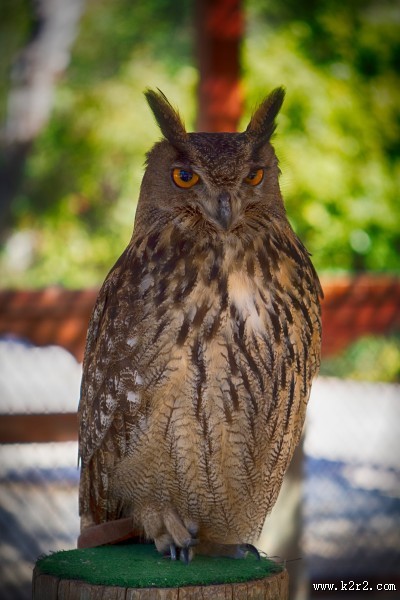 神秘的猫头鹰图片大全