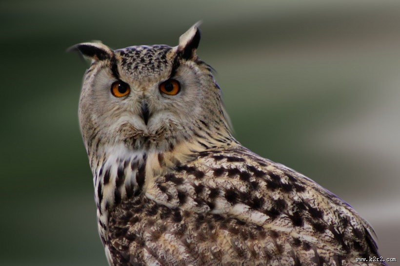 神秘的猫头鹰图片大全