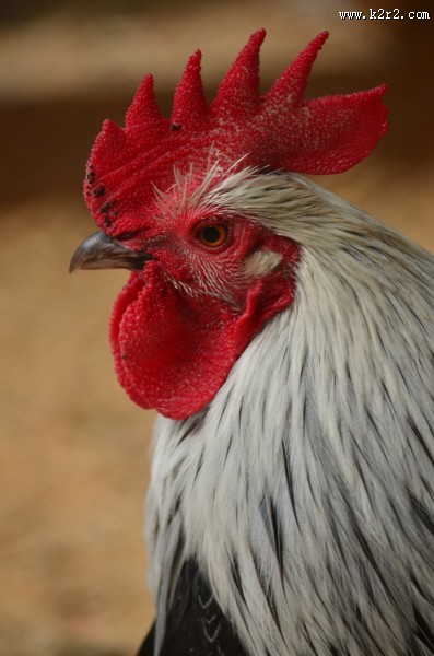 红色鸡冠图片大全