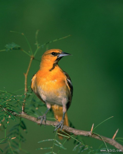 欢快的黄鹂鸟图片