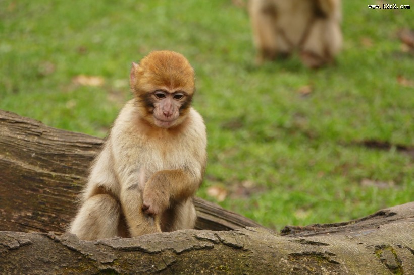 灵巧的猕猴图片大全