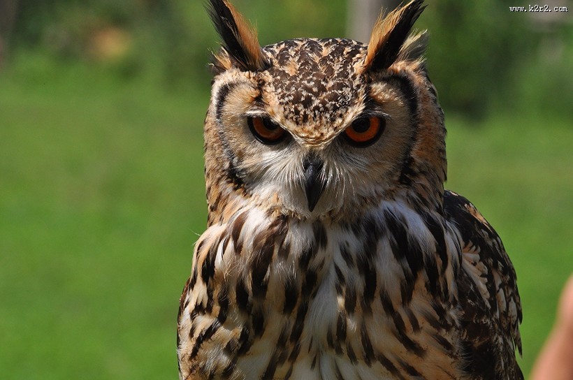 神秘的猫头鹰图片