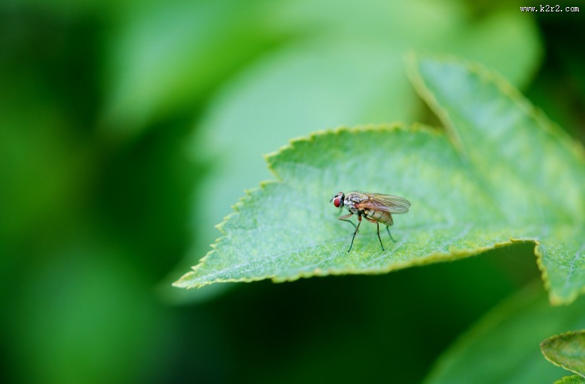 苍蝇高清图片